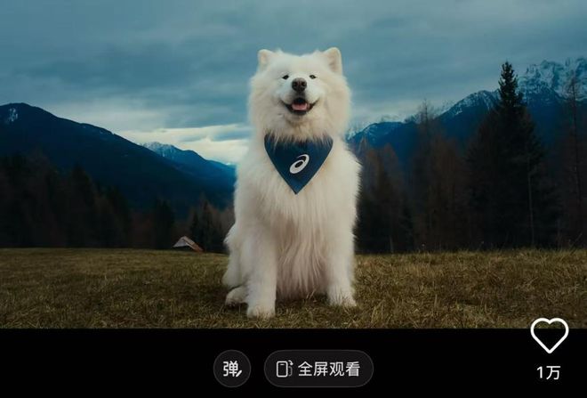 Bsports必一比人还自律？宠物“霸占”瑜伽馆、泅水池连专属健身房都有！(图1)