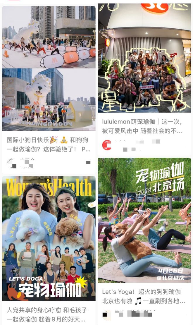 Bsports必一比人还自律？宠物“霸占”瑜伽馆、泅水池连专属健身房都有！(图3)